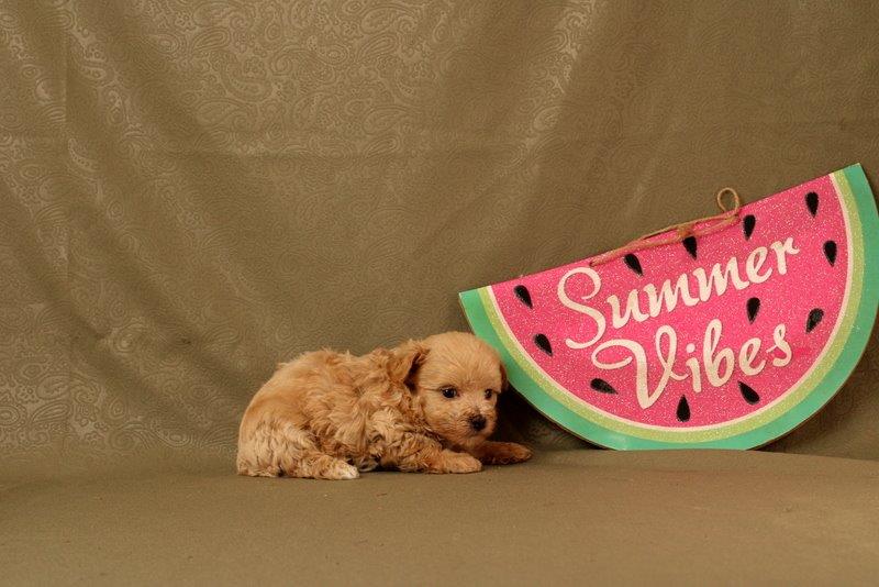 puppy, for, sale, Maltipoo, Matthew B. Stoltzfus, dog, breeder, Gap, PA, dog-breeder, puppy-for-sale, forsale, nearby, find, puppyfind, locator, puppylocator, aca